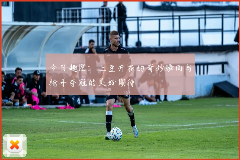 今日趣图：土豆开花的奇妙瞬间与枪手夺冠的美好期待