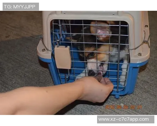 重金悬赏一万美元寻找拉姆塞走失爱犬希望尽快寻回爱宠